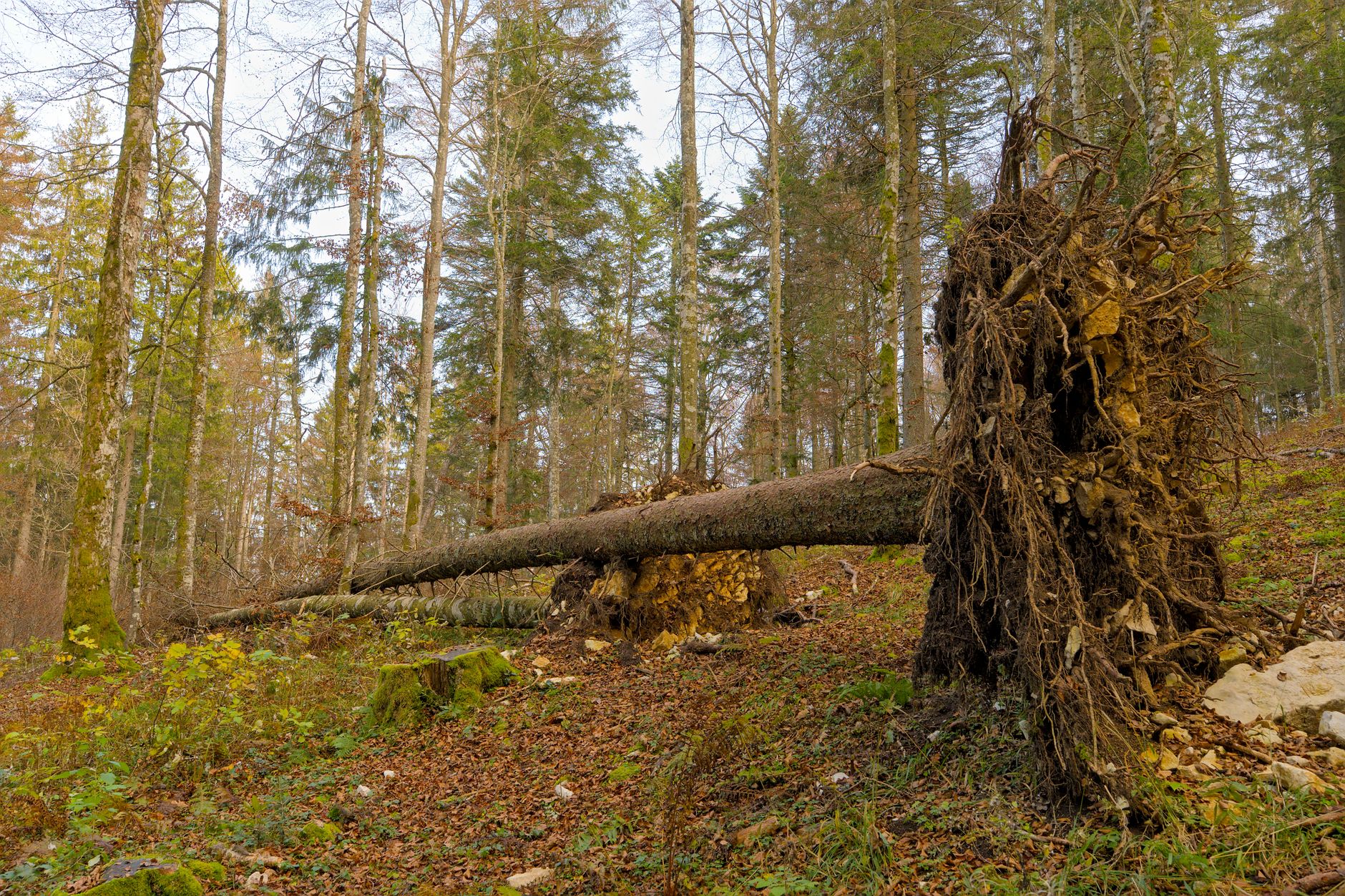 Enlèvement arbre urgence équipe à Belfort